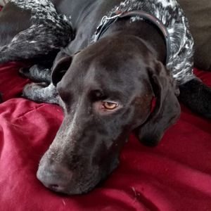 Meet your Posher, Derek